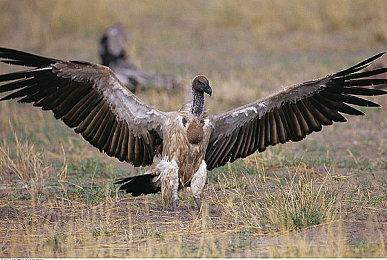 《战锤40K：星际战士3》正在开发中 有更大规模战斗